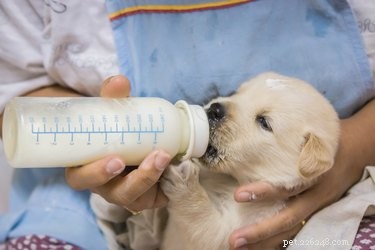 Puppy Feeding 101: Exact Portion Sizes, Feeding Schedule, and Nutritional Tips
