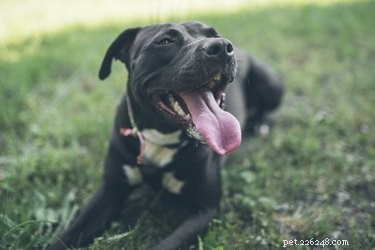 How to Stop Your Dog’s Hiccups: Simple, Humane Tips