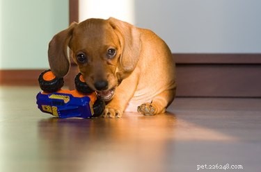 Puppy Teething Symptoms: Signs, Age, and Care Tips