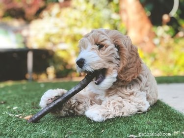 Puppy Teething Symptoms: Signs, Age, and Care Tips