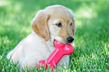 Puppy Teething Symptoms: Signs, Age, and Care Tips