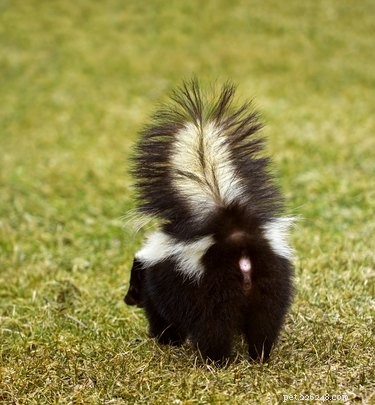 Skunk Spray: Health Risks for Pets & Quick Removal Tips