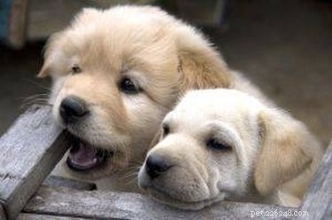 Safe Flea Treatment for 2-Week-Old Puppies: A Professional Guide
