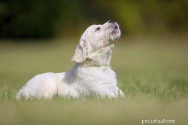 Recognizing Infection After a Dog Bite: Key Warning Signs