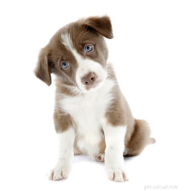 Does Puppy Teething Lead to Diarrhea? A Vet’s Insight