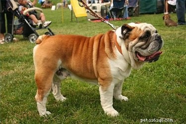 Essential Home Remedies for Bulldog Vomiting: Quick Relief & Safety Tips
