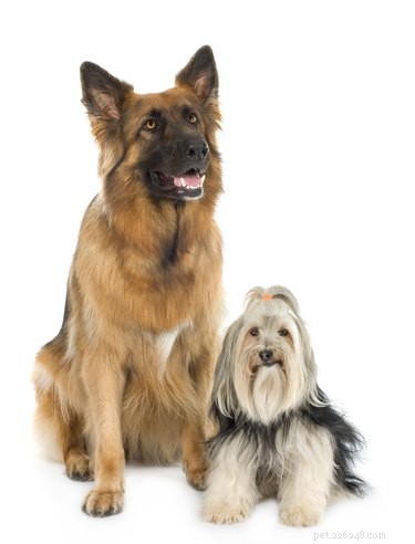Recognizing Dog Labor: Key Signs & How to Respond