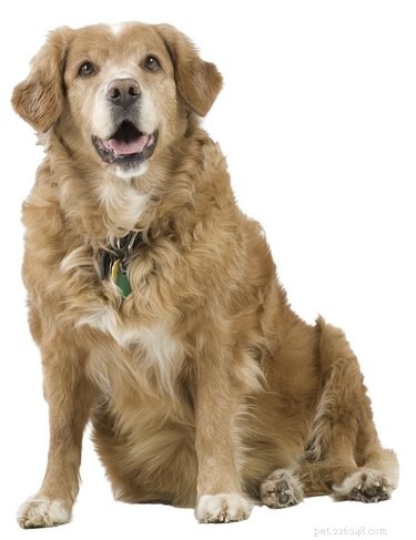 Recognizing Dog Labor: Key Signs & How to Respond