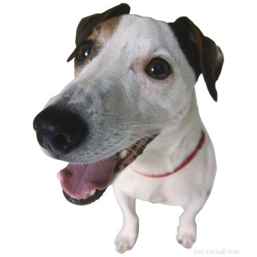 Recognizing Dog Labor: Key Signs & How to Respond