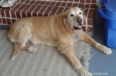 Effective Home Care Tips for Managing Arthritis in Dogs