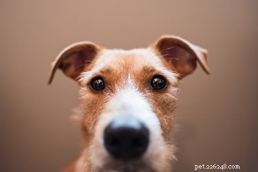 How to Treat a Swollen Eye in Dogs: Quick Vet Steps & Care Tips
