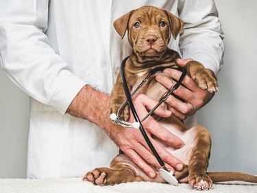 The Aftereffects of Dog Anesthesia: What Owners Need to Know