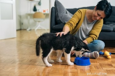 The Aftereffects of Dog Anesthesia: What Owners Need to Know