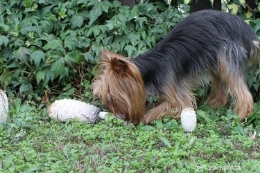 Recognizing Dog Poisoning: Key Symptoms & Immediate Actions