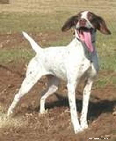 Safe Human Medications for Dogs: A Vet‑Approved Guide
