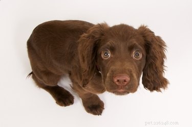 Safe, Vet‑Approved Home Remedies for Calming Dog Anxiety