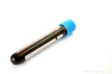Decoding Your Dog s Blood Test Results: A Pet Owner s Guide