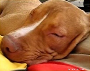 Ultimate Guide to Soundproofing Dog Spaces for Quiet Comfort