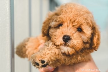 Estimating Your Puppy’s Future Weight: A Simple Guide
