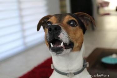 Effective Home Remedies to Relieve Your Dog s Cough