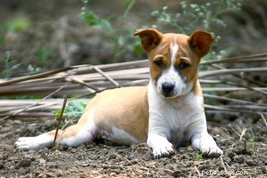 Effective Home Care for a Dog s Pulled Muscle: Vet-Approved Steps
