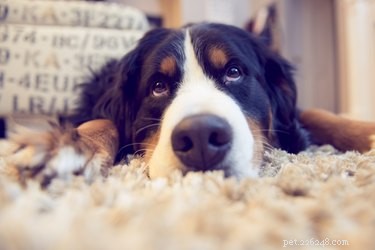 Potential Side Effects of Doxycycline in Dogs: What Owners Should Know