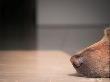 How to Safely Use Human Medications for Your Dog