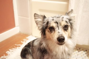 How to Stop Bleeding After Trimming Your Dog’s Toenails Too Short