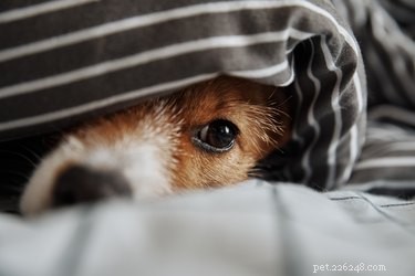 Effective Home Care Tips for Treating Dog Fevers