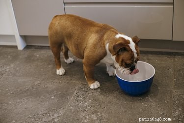 Effective Home Care Tips for Treating Dog Fevers