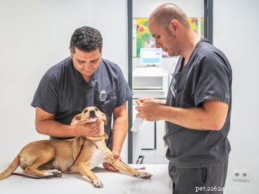 Effective Home Care Tips for Treating Dog Fevers