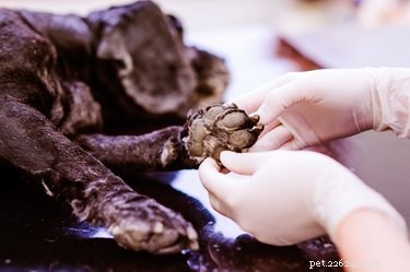 Expert Guide: Caring for Your Dog’s Small Puncture Wound at Home
