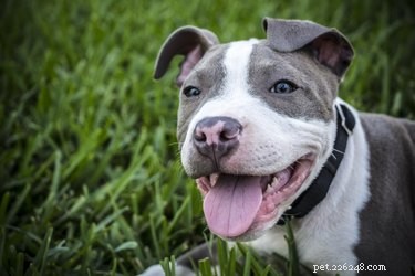 Essential Guide to Caring for a Pit Bull Puppy