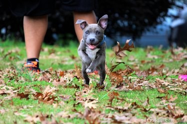 Essential Guide to Caring for a Pit Bull Puppy