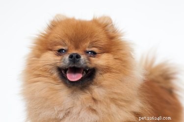 Caring for a Pregnant Pomeranian: A Complete Guide