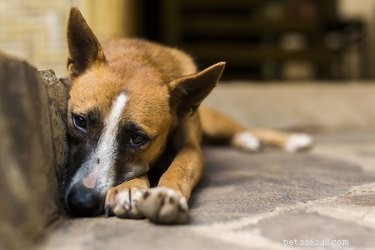 Recognizing Canine Stomach Virus Symptoms: A Guide for Pet Owners