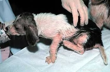 Effective Treatment for Canine Scabies: Diagnosis, Care, and Recovery