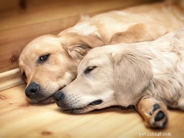 Recognizing Pain in Dogs: Essential Signs & Symptoms