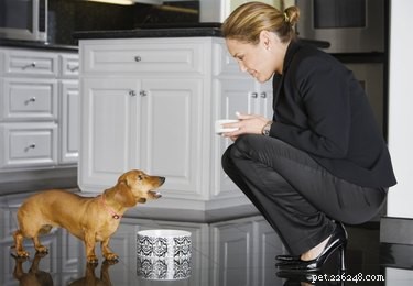Effective Ways to Safely Help a Thin Dog Gain Healthy Weight