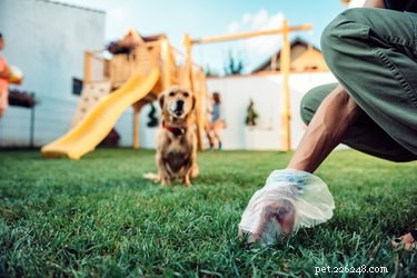 Step-by-Step Guide to Safely Cleaning Up Dog Diarrhea