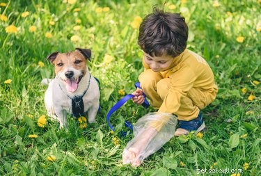 Step-by-Step Guide to Safely Cleaning Up Dog Diarrhea