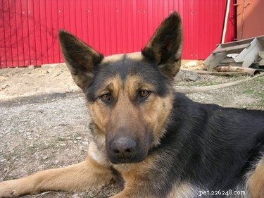 Safe Home Remedies to Treat Your Dog’s Ear Infection