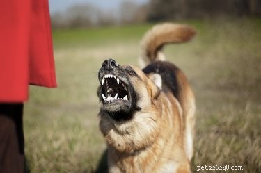 Recognizing Early Rabies Symptoms in Dogs: A Vital Guide for Pet Owners