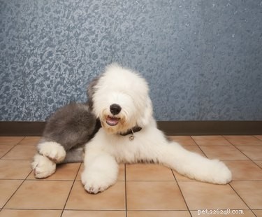 Effective Ways to Eliminate Mange in Dogs