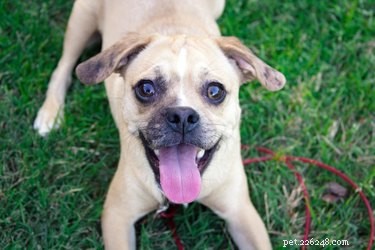 Effective Home Remedies to Eliminate Bad Dog Breath