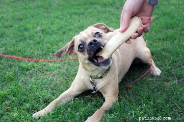 Effective Home Remedies to Eliminate Bad Dog Breath
