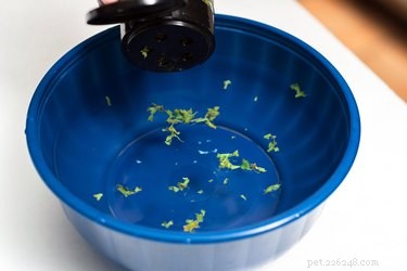Effective Home Remedies to Eliminate Bad Dog Breath