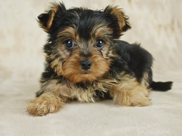 Caring for a Teacup Yorkie Puppy: Essential Tips for Health & Happiness