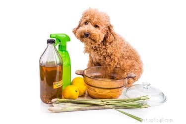 Effective DIY Flea Control: Safe, Homemade Remedies for Dogs