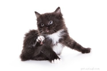 Flea Longevity Without a Host: What You Need to Know